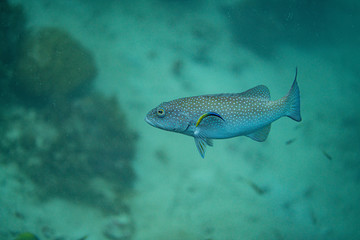 Unterwasseraufnahmen: Fische, Korallen