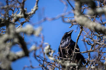 bird on branch in forest