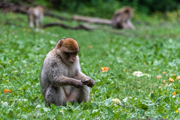 Monkey in forest jungle grass green looking down germany
