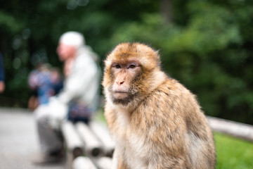 monkey sitting on bench next to human animal love activists species close concept space for text meaning