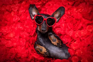 Printed kitchen splashbacks Crazy dog valentines wedding dog in love