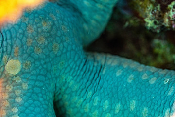 Unterwasseraufnahmen: Fische, Korallen