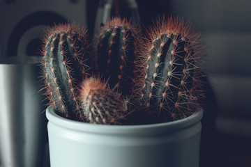 Cactus with orange spines in a blue flowerpot standing on a shelf