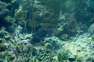 Unterwasseraufnahmen: Tintenfisch, Korallen