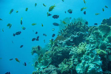 Unterwasseraufnahmen: Fische, Korallen