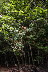 monkey Barbary Macaque falling from a branch playing chasing trees jump funny forest space for text playful concept