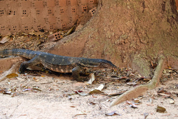 Monitor lizard in the sand near a brick wall.  Varan on the Railay Peninsula