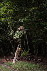monkey Barbary Macaque falling from a branch playing chasing trees jump funny forest space for text playful concept