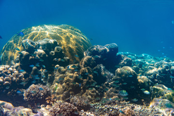 Unterwasseraufnahmen: Fische, Korallen