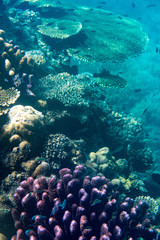 Unterwasseraufnahmen: Fische, Korallen