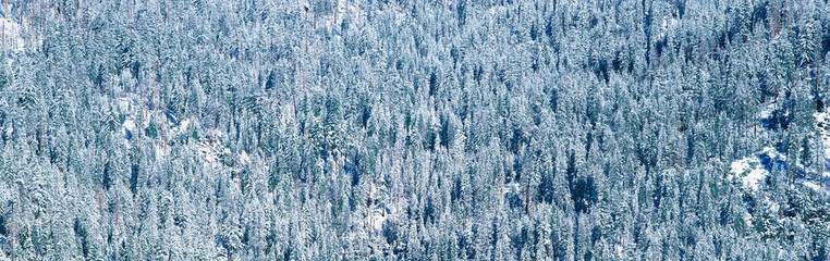 These are rows of trees covered in snow in the winter.