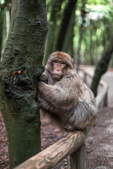 Portrait of a monkey sitting on log monkey forest germany close up fluffy cute small baby copy space text animal concept zoo