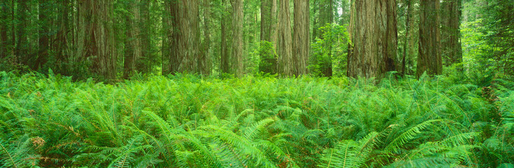 Fototapeta na wymiar This is the Jedediah Smith Redwood State Park. It shows the giant old growth redwoods, which are around 2500 years old. There are ferns growing all around them.