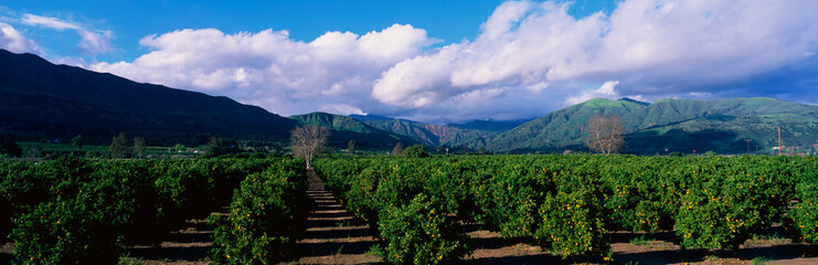 Fototapeta na wymiar These are orange groves near Fillmore. The trees are in neat rows underneath the nearby mountains. There are large white clouds and a blue sky.