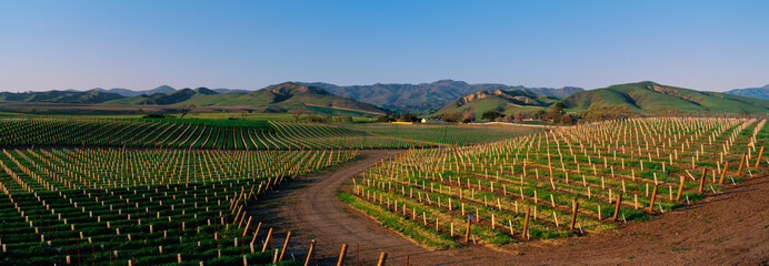 These are vineyards in the Santa Ynez Valley at sunset. There is a small road winding through the...