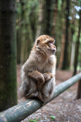 Portrait of a monkey sitting on log monkey forest germany close up fluffy cute small baby copy space text animal concept zoo