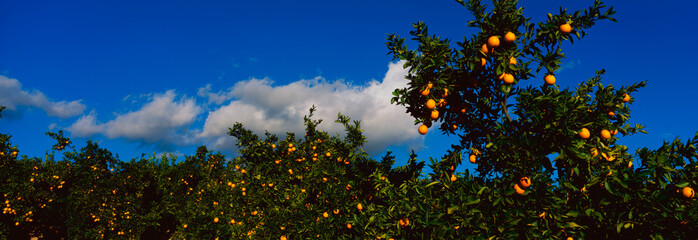 These are orange trees with ripe oranges on them. They are part of a larger orange grove.