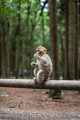 Portrait of a monkey sitting on log monkey forest germany close up fluffy cute small baby copy space text animal concept zoo