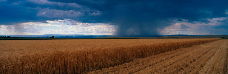This is a summer rain storm over a wheat field. The storm clouds are grey over the field.