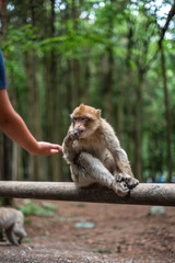 monkey taking food from human hand woman feeding monkey forest germany
