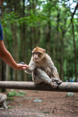 monkey taking food from human hand woman feeding monkey forest germany