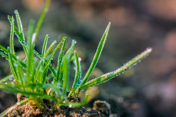 Close-up of sunny grass with droplets on soil