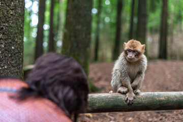monkey taking food from human hand woman feeding monkey forest germany