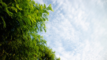 Green tree leaves against a background of white clouds. Suitable for use as a background image,...