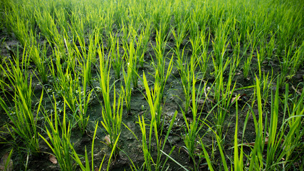 Green rice plants in the rice fields. The rainy season has come, farmers have begun planting rice