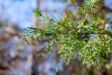 Blue sky and forest background with a green cedar tree branch ~EVERGREEN~
