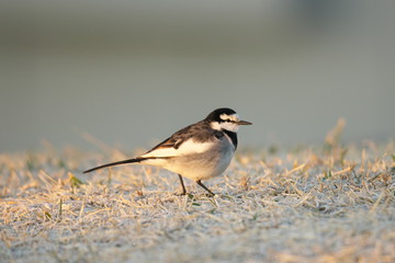 Tokyo,Japan-January 20, 2020: A White Wagtail or a Japanese Pied Wagtail on grass at the winter sunrise