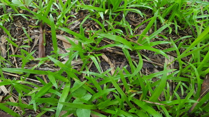 Green grass in the rainy season, looks fertile with always wet because of rain water