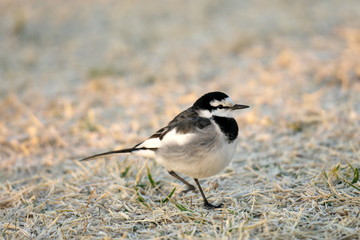 Tokyo,Japan-January 20, 2020: A White Wagtail or a Japanese Pied Wagtail on grass at the winter sunrise