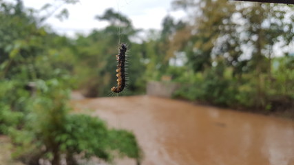 A caterpillar hangs on a thread before becoming a butterfly, against the background of river water that is brown after the flood
