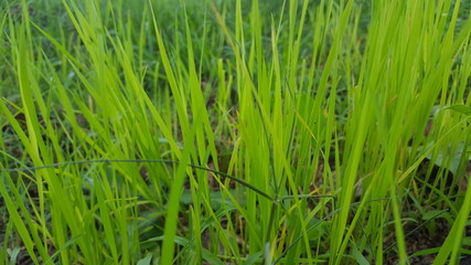 Green rice plants in the rice fields. The rainy season has come, farmers have begun planting rice