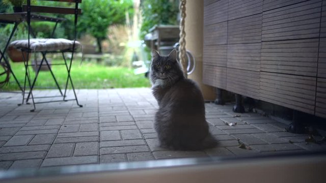 blue tabby white maine coon cat entering room by passing through cat flap in window
