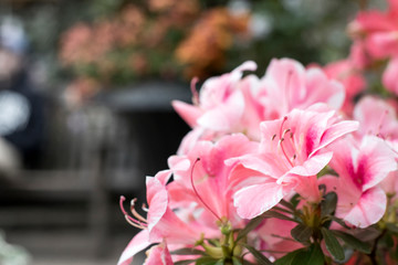 Lincoln Park Conservatory v