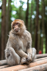 macaque monkey portrait with rainforest background closeup fluffy cute emotional monkey forest zoo bokeh