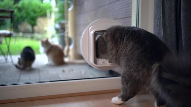 young blue tabby maine coon cat leaving home passing through cat flap en tering garden meeting other cats
