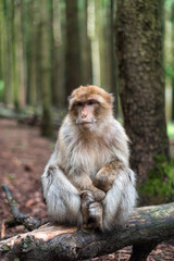 Naklejka na ściany i meble macaque monkey portrait with rainforest background closeup fluffy cute emotional monkey forest zoo bokeh