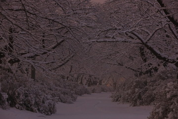 冬の北上展勝地