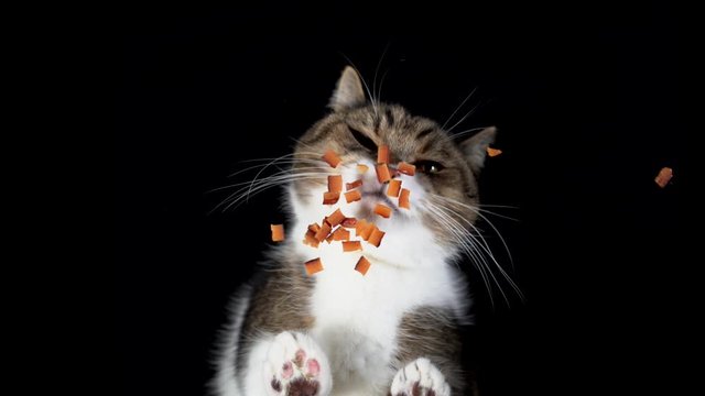 bottom up view of a tabby white british shorthair cat eating dry food on glass in front of black background