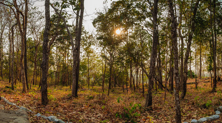 Naklejka premium Panorama tree in forest with sun light background