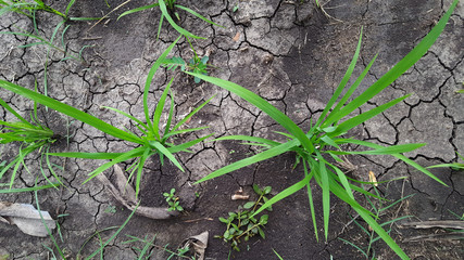 Green rice plants in the rice fields. The rainy season has come, farmers have begun planting rice. Image take with top view