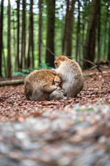 family of monkeys cute bond together hug play fun kid parents shildhood sacred forest germany