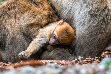 Monkey family at sacred monkey forest germany Close up Monkey baby monkey cute fluffy kid young