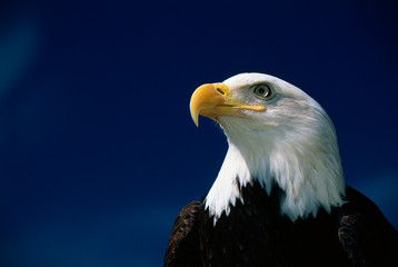This is a mature American bald eagle from the National Foundation to Protect America's Eagles. His name is Challenger. It shows his upper body with his head and beak facing left, looking out.