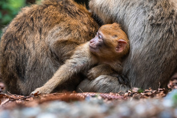 Monkey family at sacred monkey forest germany Close up Monkey baby monkey cute fluffy kid young