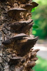 Mushrooms