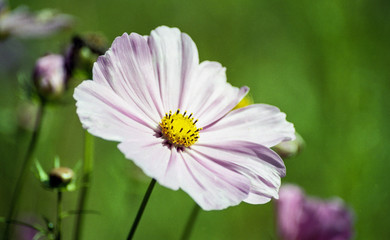 flowers in the garden
